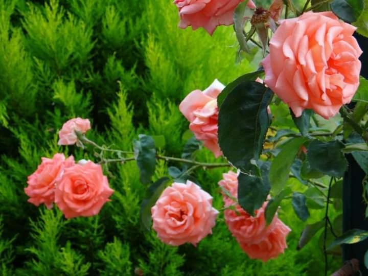Gite Abeille-Soleil Saint-Nicolas-de-la-Grave Ngoại thất bức ảnh